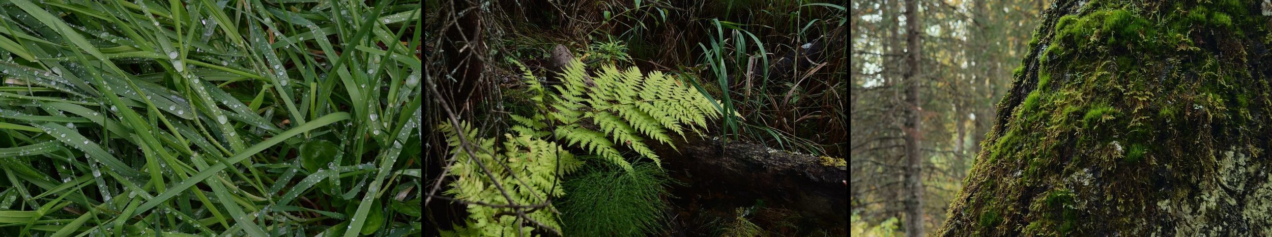 Natural Photo: A Three-Year Quest for iPhone Images That Don't Look Like iPhone Images image 4